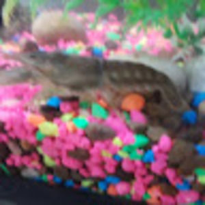 Meet your Posher, Tito